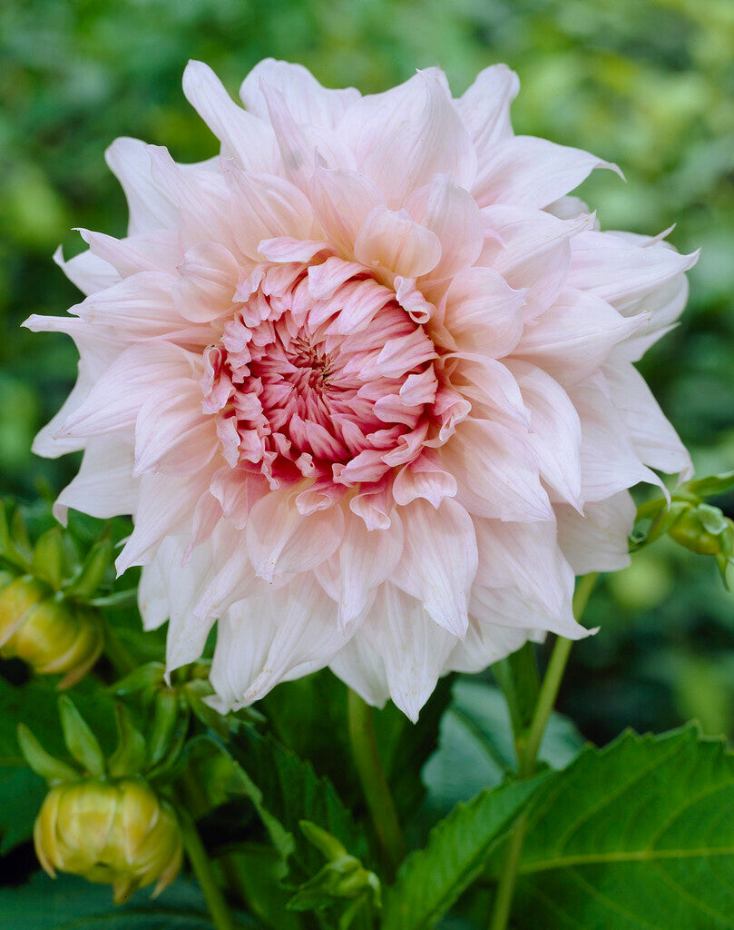 Dahlia Decorativ Shiloh Noelle 1-pack